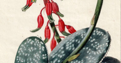 Pancrace Bessa – Aloë Lingua from Flore des jardiniers