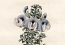 Psoralea aculeata — Prickly Fountainbush Curtis’s Botanical Magazine, 1820