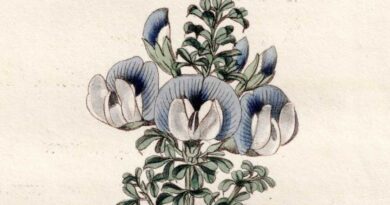 Psoralea aculeata — Prickly Fountainbush Curtis’s Botanical Magazine, 1820