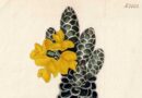 Liparia vestita – Mountain Pea, Curtis’s Botanical Magazine, 1821