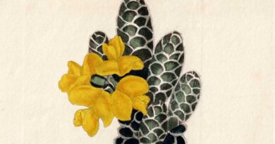 Liparia vestita – Mountain Pea, Curtis’s Botanical Magazine, 1821