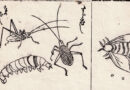 Japanese natural-history study of insects, Meiji era (1868-1912)