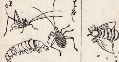Japanese Natural-History Study of Insects Meiji Period