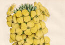 Antique Botanical Illustration of Marshall’s Wallflower, 1850