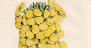 Antique Botanical Illustration of Marshall’s Wallflower, 1850