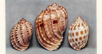 Les Merveilles de la Mer: Les Coquillages – Paul Valéry and Paul-André Robert, 1936